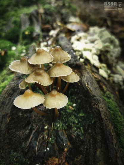 DE: Aufnahme im Hochformat, ein umgestürzter, verrottender Baumstamm, stellenweise mit Moos bewachsen. Die Fallrichtung des Baumstamms in Blickrichtung der Kamera, dadurch verschwimmen die Konturen des Stamms mit abnehmender Tiefenschärfe gen Hintergrund. Im Vordergrund und scharf abgebildet wächst büschelig auf der Stammoberfläche  an einer Bruchstelle eine Pilzgruppe aus der Gattung der Helmlinge, kleine braune dünnstielige Pilze mit Hüten, die wie kleine Schirme geformt sind.
EN: Shot in portrait format, a fallen, rotting tree trunk, overgrown with moss in places. The falling direction of the tree trunk is in the camera's line of vision, blurring the contours of the trunk as the depth of field decreases towards the background. In the foreground and in sharp focus, a group of mushrooms from the genus Helmlinge, small brown thin-stemmed mushrooms with hats shaped like small umbrellas, grows in clusters on the surface of the trunk at a break.