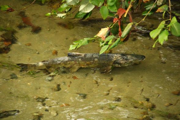 #salmon racing up the #coquitlam river to spawn #salmonrun #fall #fish #fishphotography #nature #naturephotographty #britishcolumbia