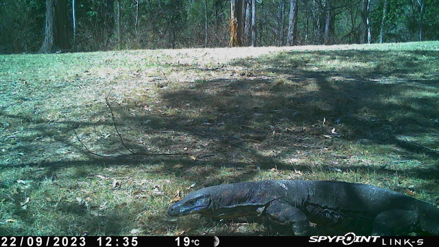 A trail camera capture of a large lace monitor, probably around 2m in length.