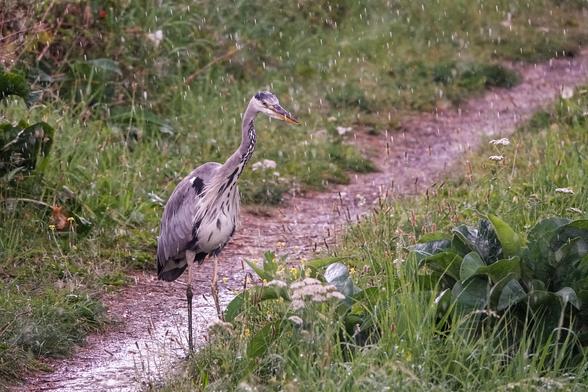 A heron stands on a narrow muddy path leaning forwards and staring intently into grassy undergrowth. It is raining heavily in front of it, individual raindrops visible streaking past in front of and around the heron