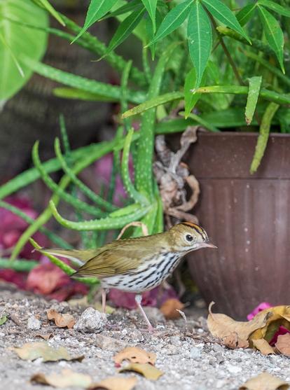 An Ovenbird, a small bird with a black and white striped chest and an orange central crown stripe, struts past a potted plant.