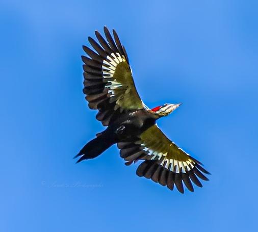 This woodpecker is directly overhead, and its underside is visible to the camera.  The background is blue sky. The wood is mostly black, but its head from this angle is white with a short pointed black beak. There is a black line that runs across her cheeks and another that crossed her eyes.  A flaming red crest is visible atop her head that disappears behind her wide wings.  The front of her wings are a greenish brown then the bottom half of er flight feathers are white the top half/tips are black. Her body is black as well as her forked tail.  Black feet are barely visible against her body.

"The Pileated Woodpecker is a very large woodpecker with a long neck and a triangular crest that sweeps off the back of the head. The bill is long and chisel-like, about the length of the head. In flight, the wings are broad, and the bird can seem crow like. Pileated Woodpeckers are mostly black with white stripes on the face and neck and a flaming-red crest. Males have a red stripe on the cheek. In flight, the bird reveals extensive white underwings and small white crescents on the upper side, at the bases of the primaries." - allaboutbirds.org