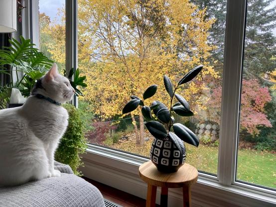 White and black piebald (male) cat sitting on sofa lookign out through floor-to-ceiling back windows into my backyard of trees filled with orange, red, green, and yellow fall tree colours.
