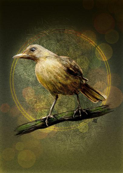 Illustration of a clay-colored thrush perched on a branch facing left. Behind it is a green paper texture with a bokeh lighting effect and a dark gradient at the top. Surrounding the bird is crosshatching and a double halo of yellow light.