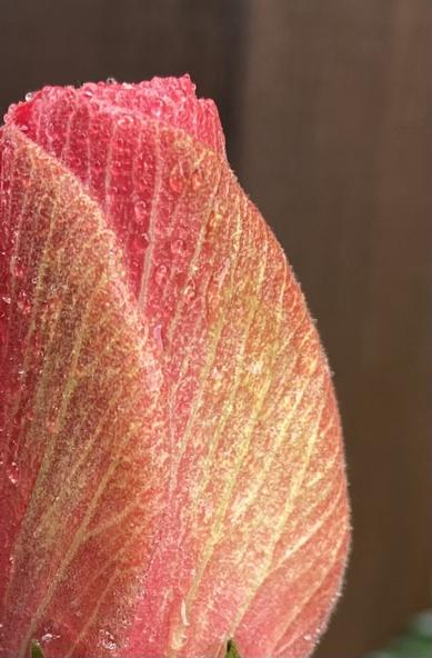 The upper 2/3 of a hibiscus bud. The petals look yellow in the middle, red at the edges. We see fuzzy veins and tiny water droplets.