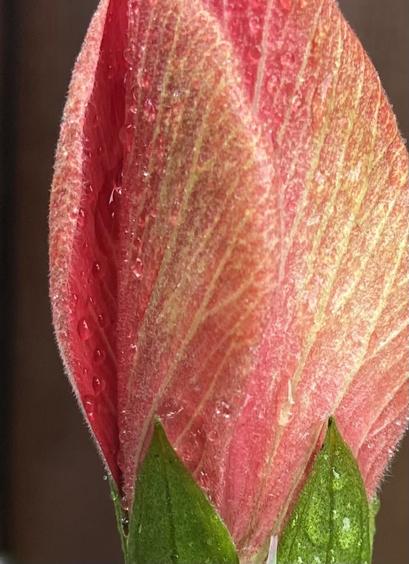 The same bud, seen closer to the bottom with just a glimpse of the green sepals. We see a large water drop embraced by one of the petals