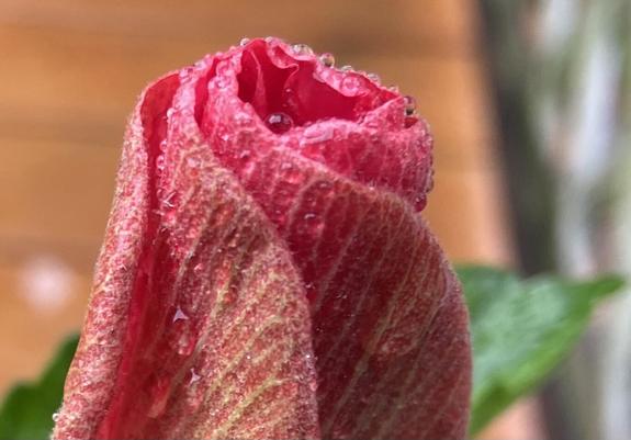 Just the top of the bud, looking frilly because of the water drops.