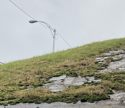 A sloping hill of stones and concrete, with some grass at the top, and lots of balls of moss nearer the bottom. Each moss ball is a few inches along, some are alone and some are clustered. They look like a herd of green mice.
