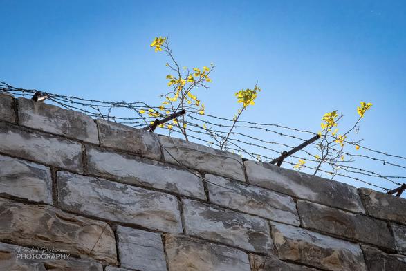 Plants grow amongst barb wire atop stone prison wall.