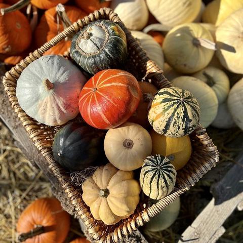 Chimacum Corner color photo of rectangular woven basket full of small orange, green, striped winter squash