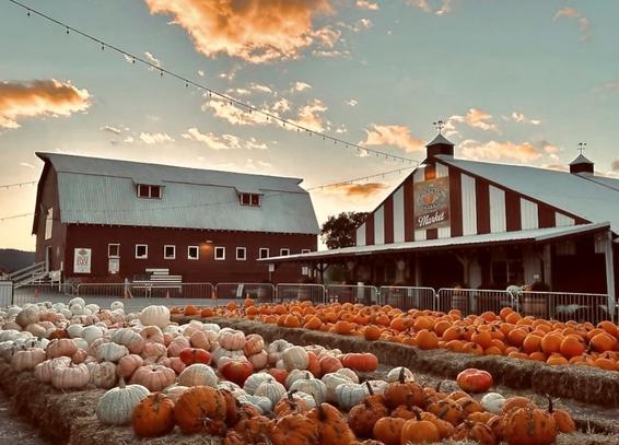 The Pumpkin Patch color photo of pumpkin patch with pumpkins in foreground and red and white  barns in background at sunset with pale blue sky and scattering of pink tinged clouds