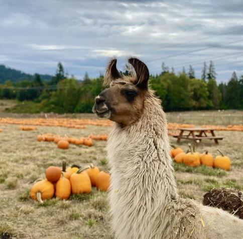Frogpond Farm color photo of close up of llama in profile with pumpkin field in background under overcast sky