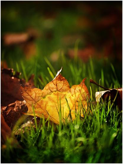 Feuille d'automne séchée reposant sur de l'herbe verte. Elle semble émettre une lumière translucide car elle est éclairée en contre-jour par des rayons de soleil. La profondeur de champ est faible et seule la feuille est nette. L'avant-plan et l'arrière-plan son flous.