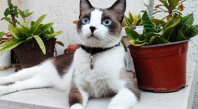 Snowshoe cat chilling next to some plants.
