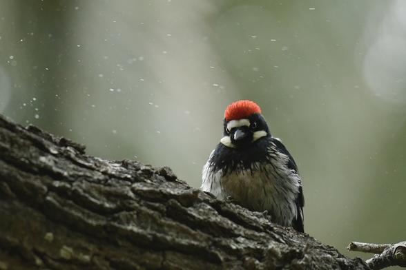 An acorn woodpecker pecks into a tree