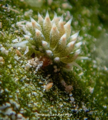 A tiny sea slug about as large as two freckles, with the appearance of a cluster of leaves, marked with fine green dots.