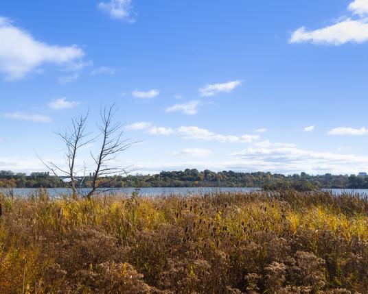 A sprawling vista of a marsh with long yellow grass. Beyond that is a lake and beyond that is the other  shore of Hamilton. The sky is mostly clear blue with some scattered clouds.