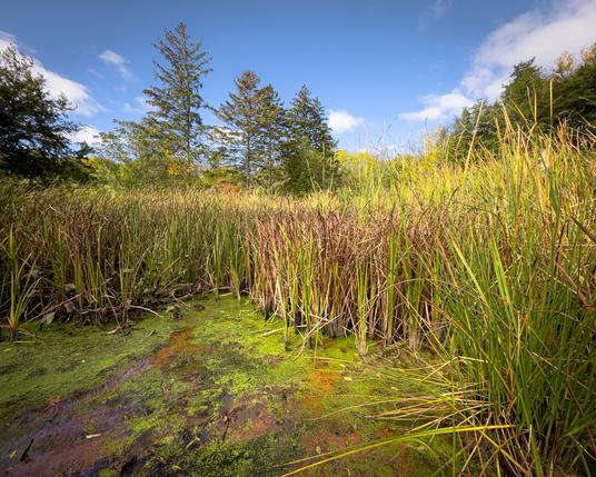 Shot from a boardwalk with the march water closest in the foreground with long grass growing from the water. There are trees in the background, the sky is mostly clear with a few clouds.