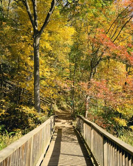 The trees are in full autumn glory with yellow and oranges leaves. A boardwalk is in the foreground leading to a path into the yellow and orange forest.