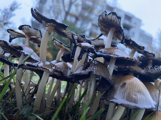 A cluster of mushrooms with a condo building behind. Inasmuch as they look like umbrellas, some of them look like umbrellas that have been blown inside out by a strong wind, revealing their lacy black undersides.