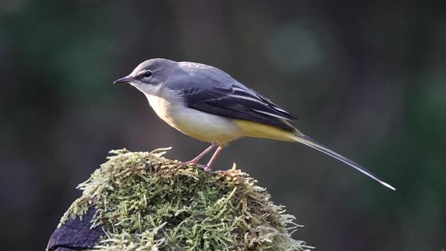 A grey wagtail bird perched on a green mossy log with a dark out of focus green/brown background behind it. The bird is standing facing to the left, with its tail sticking out behind it to the right. It has a grey head, back and wings, darker on its wings, which also have white bits. And it is creamy and yellow in its neck, tummy and bottom area.