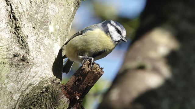 A blue tit bird perched on a little branch sticking out of a tree. It is facing to the right, lit brightly by sun, and is looking very alert. It has a white and dark blue head, yellow fluffy tummy, and its tail sticks out behind it to the left. You can also see its dark legs and feet, gripping the branch.