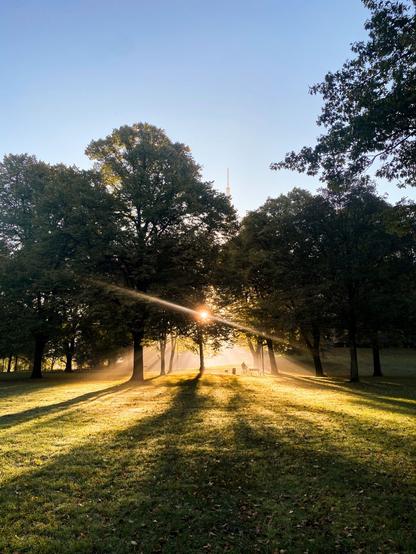 Sonnenaufgang im Schanzenpark und die tiefstehende Sonne scheint durch die Bäume