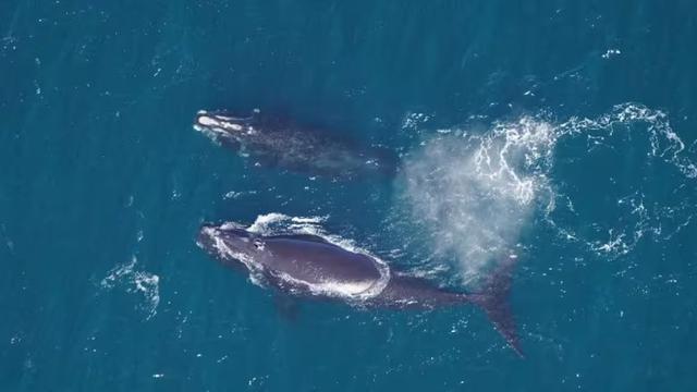 A North Atlantic right whale and a calf. Photo from above.