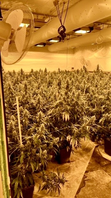 Eine Hanfplantage