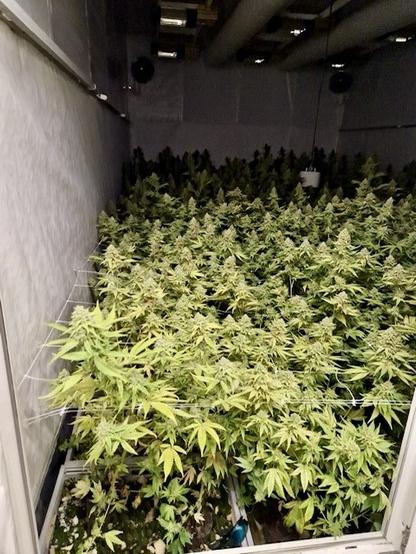 Bild einer Hanfplantage