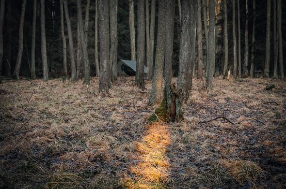 Dawn in the forest with hammock camp.