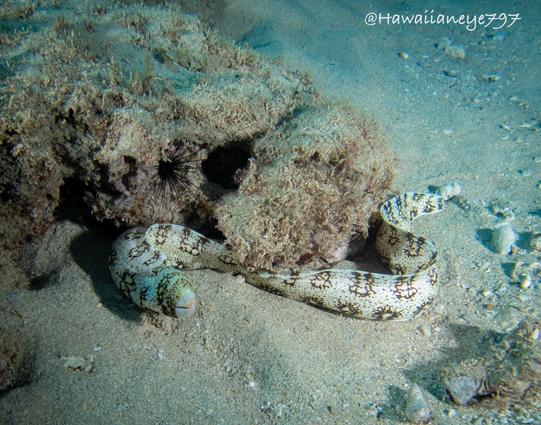 A mostly white snake-like eel pauses over a sandy sea bottom curved in three spots. It is marked with clusters of dark spots spaced evenly over its body.