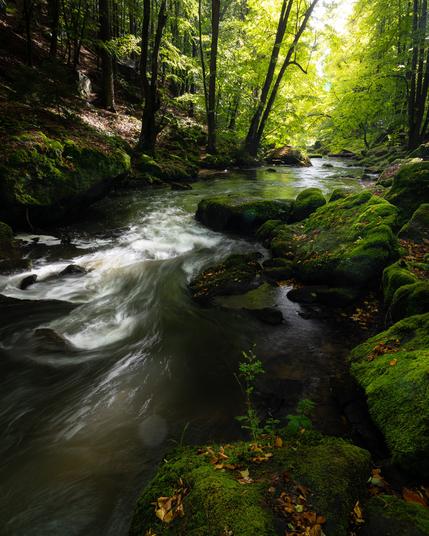 Blick auf die Wesenitz flussabwärts mit Wald ringsherum. Bemooste Felsen mit Herbstlaub bilden das Ufer.