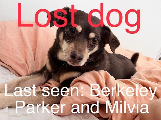 poster of lost dog
