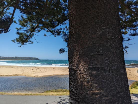 Tall norfolk pine tree trunk with an ocean beach behind it