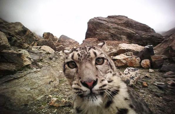 A snow leopard is seen in an undated infrared photo taken in Mount Qomolangma National Nature Reserve in southwest China's Tibet Autonomous Region. (Xinhua)