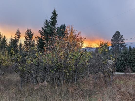 A shot of some trees on our property - mostly evergreens, but with some touched by autumn colors. The long grass is mostly dry and pale. But the sky just above the mountain in the distance looks to be aflame in the sunset.