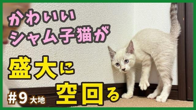 【保護 シャムトラ】子猫が空回る！元気過ぎて誰も相手にしてくれない子猫が可愛い…【野良シャム・大地9】/ Kitten  protection
