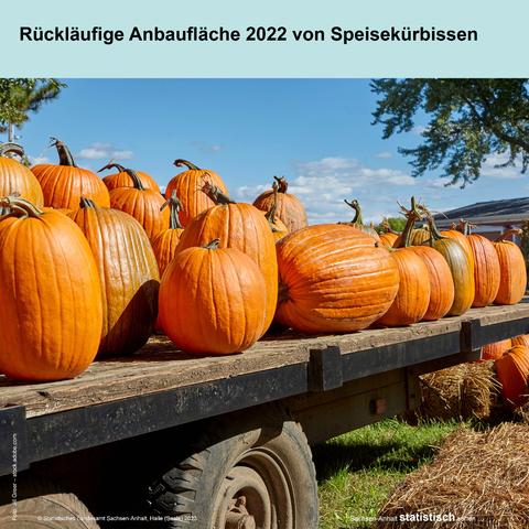 Foto Kürbisse auf Ladefläche mit Text: Rückläufige Anbaufläche 2022 von Speisekürbissen