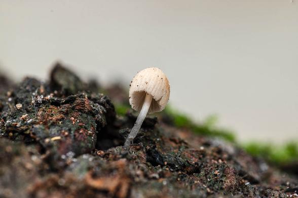 tiny fungus