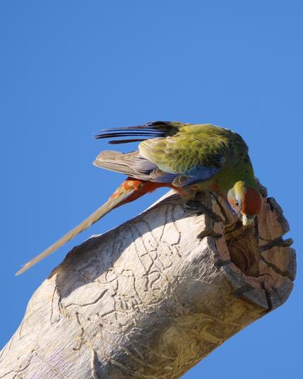 Female Crimson Rosella checking a newly created hollow in the habitat eucalypt in our backyard.