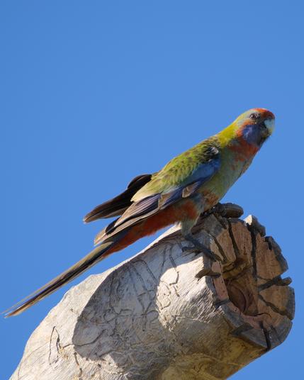 Female Crimson Rosella checking a newly created hollow in the habitat eucalypt in our backyard.