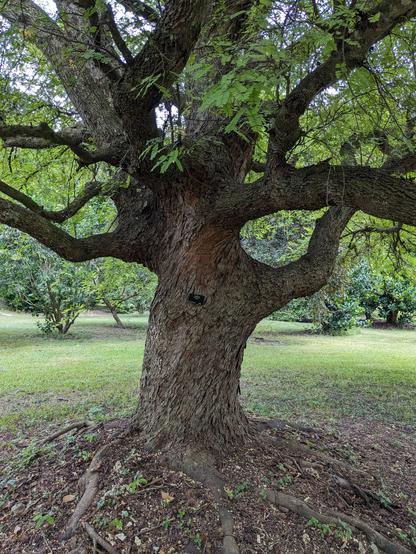 Thick Trunk of an old Tamarind Tree.
