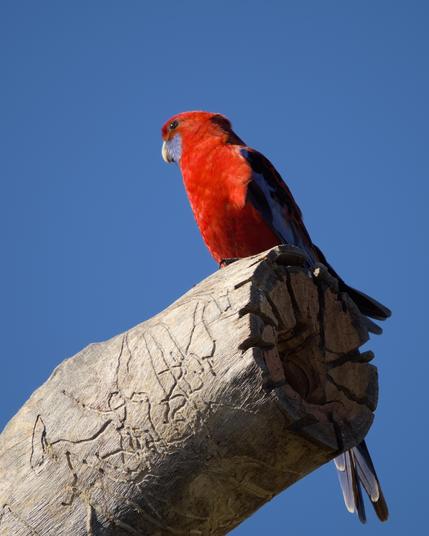 Male Crimson Rosella checking out one of the new hollows in the habitat tree.