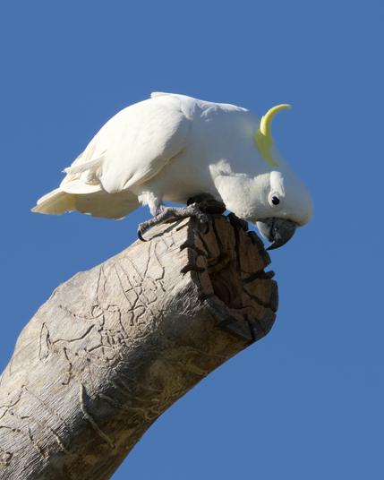 Sulphur Crested Cockatoo having a look at the new hollow carved into a habitat tree in our backyard.