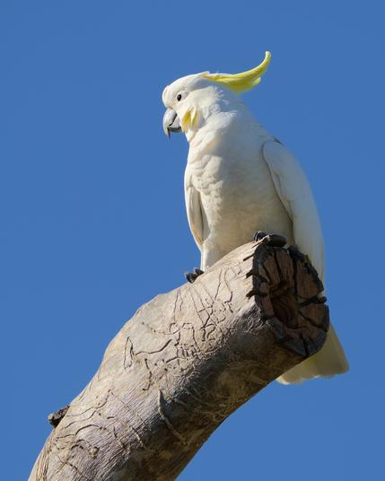 Sulphur Crested Cockatoo having a look at the new hollow carved into a habitat tree in our backyard.