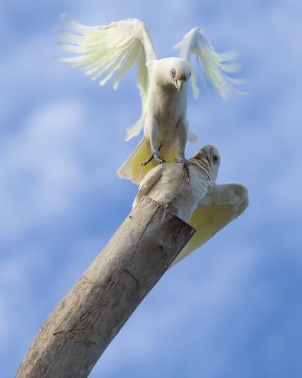 Pair of Corellas
