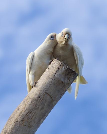 Pair of Corellas showing affection to each other.