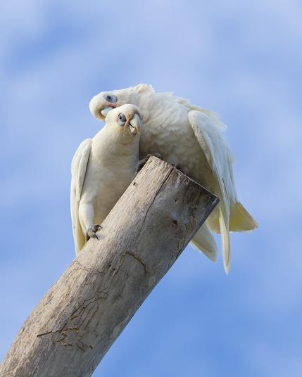 Pair of Corellas showing affection to each other.