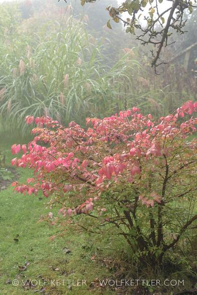 An upright photograph of our garden in the foggy morning light. In the foreground is a small shrub, Euonymus alatus, or Burning Bush. Its leaves have turned and are now a wine red colour.
In the middle distance tall, flowering grasses and in the distance the faint indication of a tall evergreen hedge.
